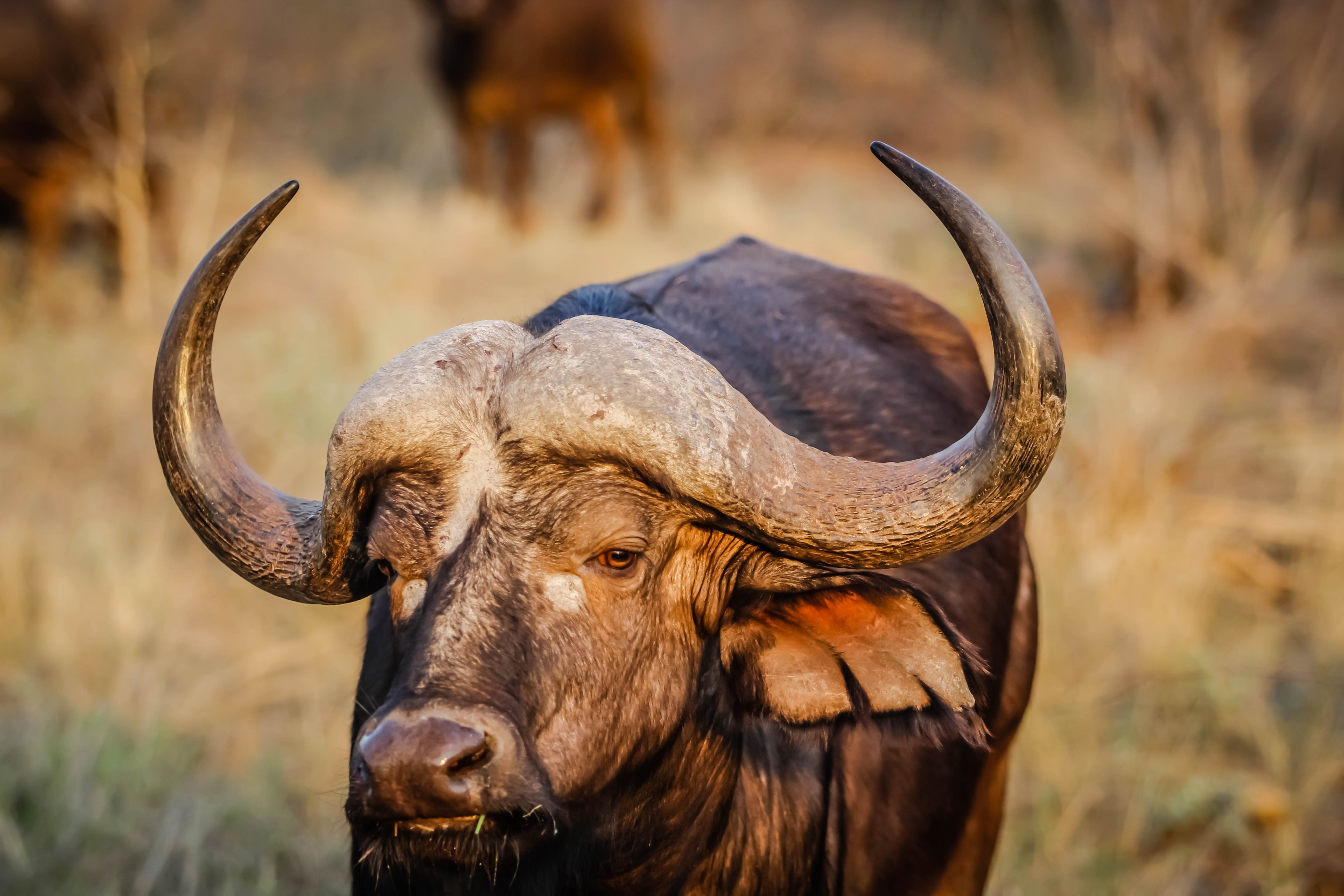 African Buffalo
