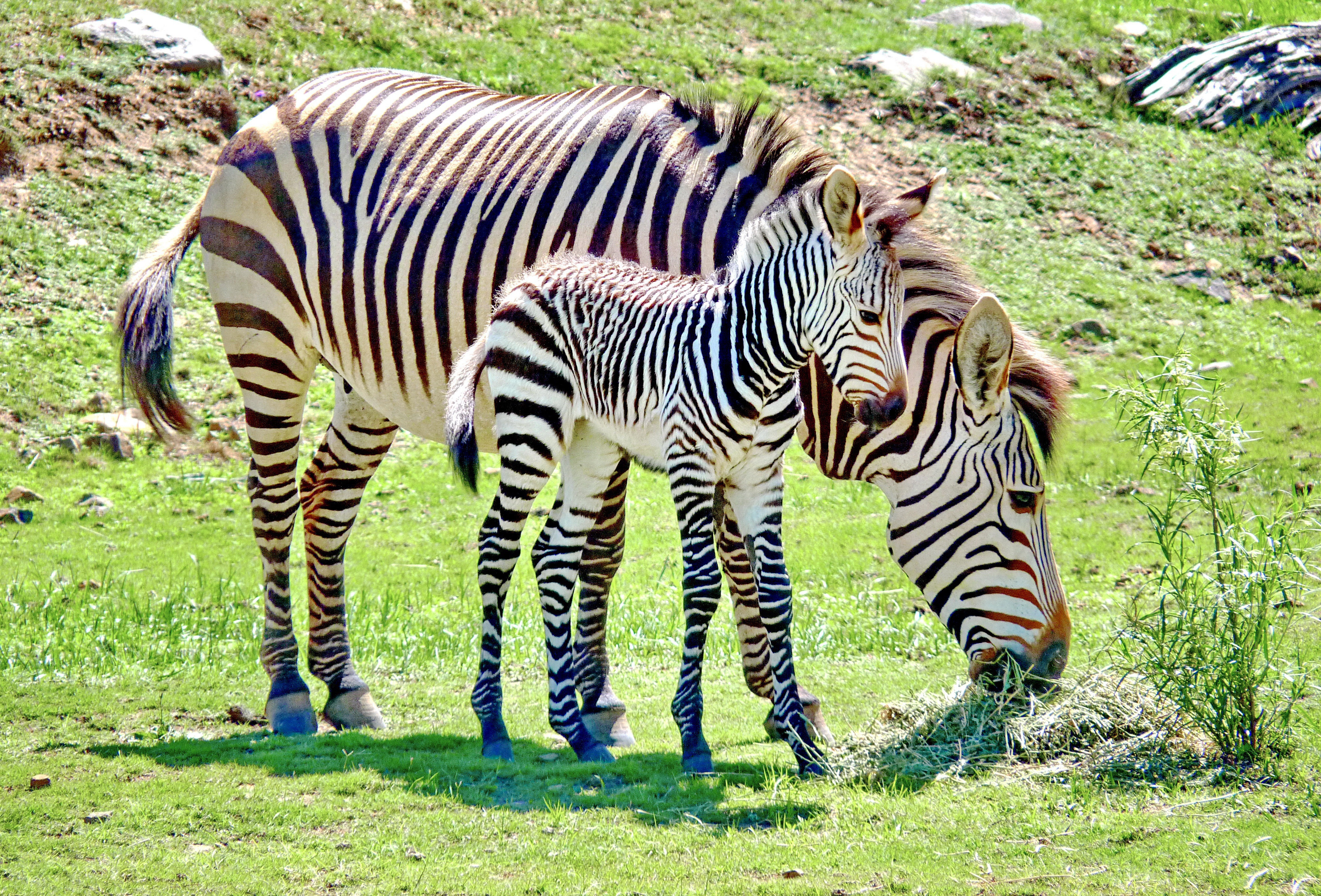 Plains Zebra